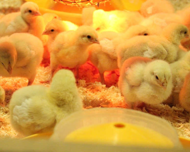Птицефабрики нарастили импорт племенных цыплят – Агроинвестор