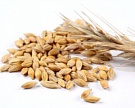 Потребление зерна вырастет до 71 млн тонн
