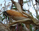 ИКАР прогнозирует урожай зерна около 100 млн тонн