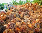 Поставки пальмового масла из Индонезии в 2016 году выросли на 33%