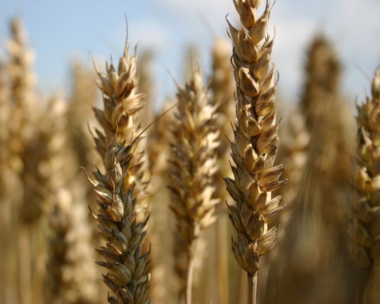 У европейской пшеницы нет устойчивости к изменению температуры