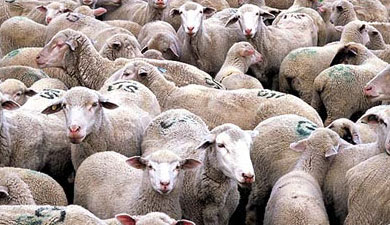 В Иркутской области выявлен дерматит овец