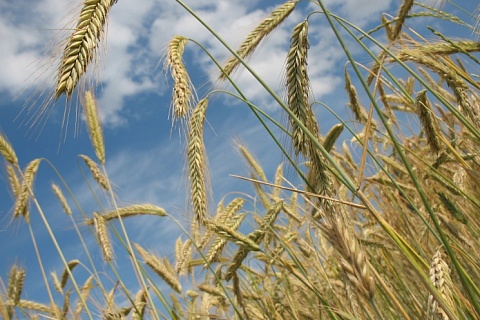Урожай зерна может достигнуть 133 млн тонн