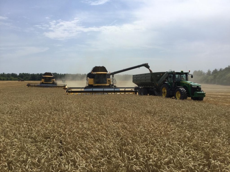 Урожайность пшеницы в 2,5 раза выше средней — реальность