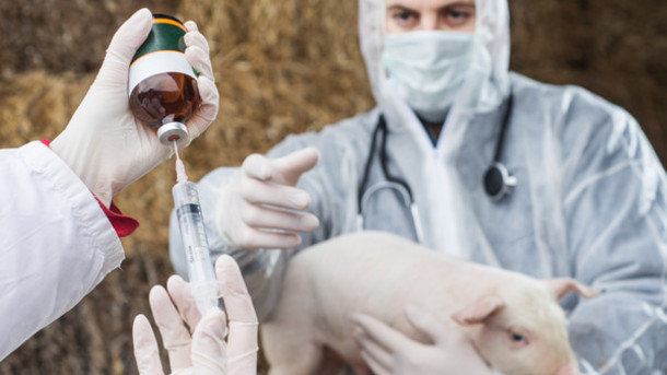 Партнерский материал. Rabobank: в Нидерландах отмечается устойчивая тенденция по сокращению использования антибиотиков в животноводстве