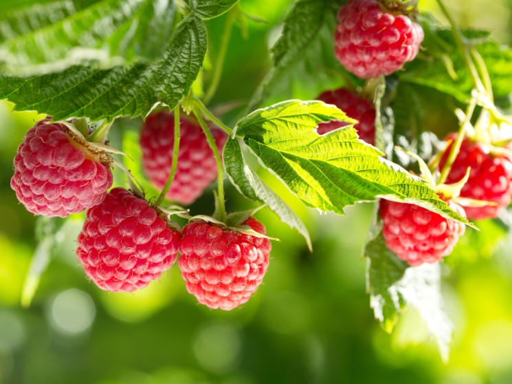 Малина круглый год. «Юнионпарк» построил тепличный комплекс для выращивания ягоды за 400 млн руб.
