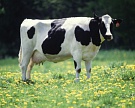 В Ростове обсудили вопросы благополучия молочного животноводства России