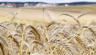 Цены на пшеницу на мировых рынках растут