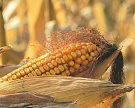 «ИрАгро» хочет занять 15% российского рынка семян кукурузы