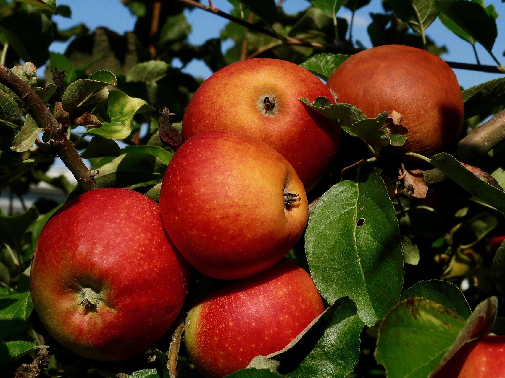 Урожай яблок в этом году ожидается на уровне 2 млн тонн