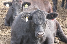 «Мираторг» на треть увеличил производство говядины