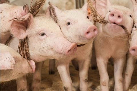 Датский производитель свинины Goodvalley продал российский бизнес
