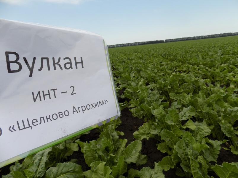 Российские гибриды сахарной свеклы от «Щелково Агрохим» проходят испытания в Армении