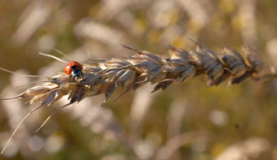 Совет по зерну обновил прогноз сбора пшеницы
