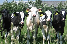 «АгроПромкомплектация» инвестирует в мясное скотоводство