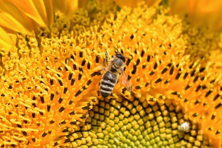 Позаботиться о пчелах