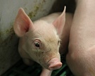 «Агроэко» открыла два свинокомплекса