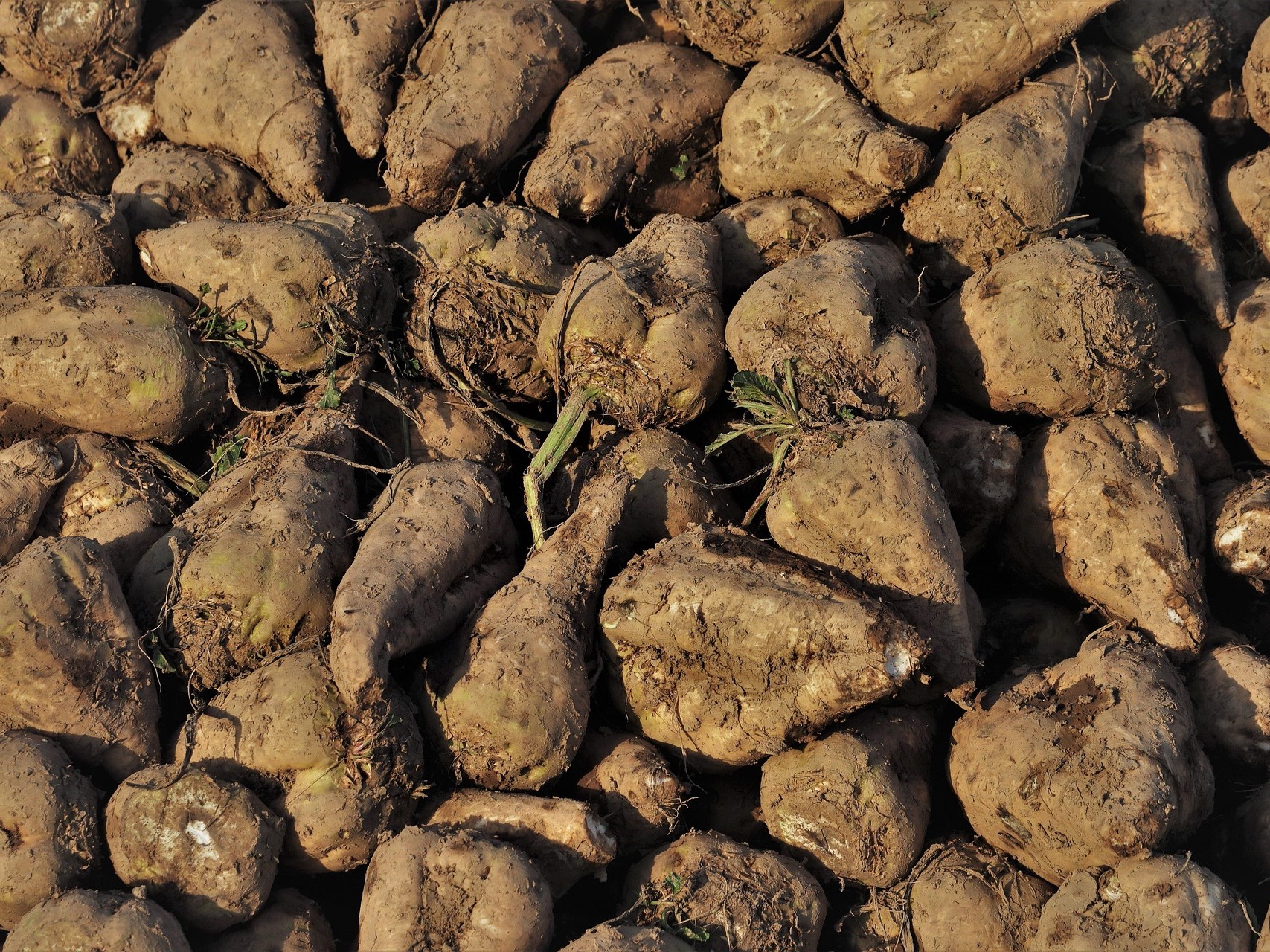 Уборка сахарной свеклы идет опережающими темпами