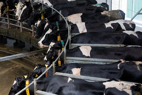 Темпы прироста производства молока снизились в два раза