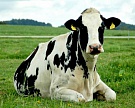 «ГринАгро» застраховал коров на 3,6 млн евро