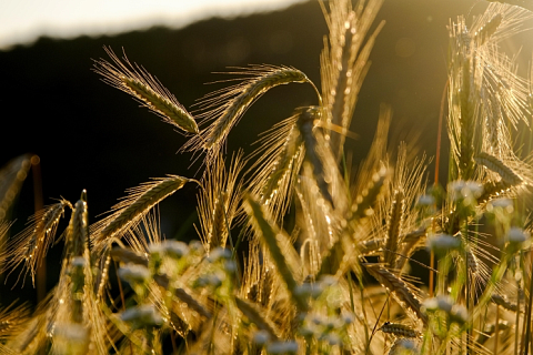 РСХБ: «урожай» стало словом года в АПК