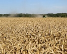 Прогнозы урожая зерна достигли 134 млн тонн