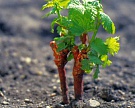 В Крыму заложат 1,1 тыс. га садов и виноградников
