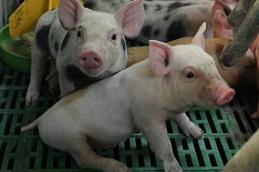 «Русагро» запустит первые свинокомплексы в Приморье осенью
