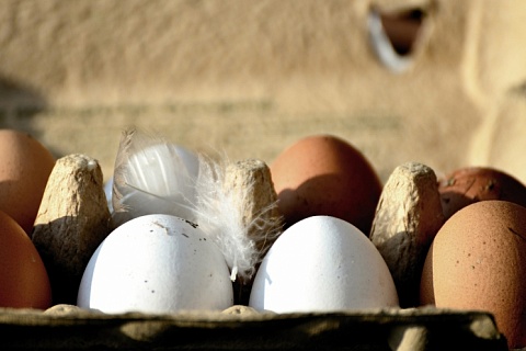 «Сибагро» может заняться выпуском инкубационного яйца