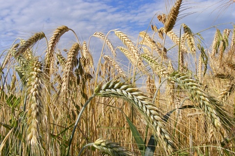 Экспорт зерна нового урожая может начаться уже в июне