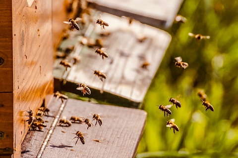 В России снова массово гибнут пчелы