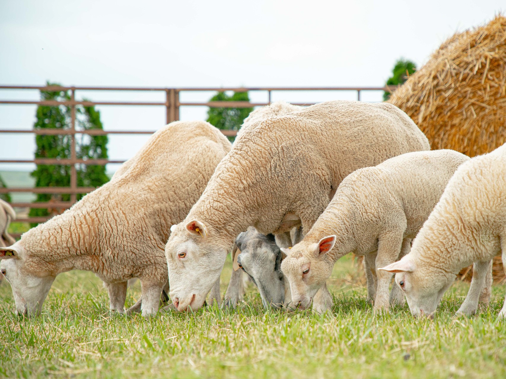 «Дамате» начала строить селекционно-генетический центр племенного овцеводства