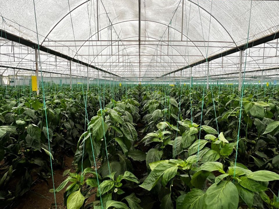 Самообеспеченность овощами приблизилась к 90%