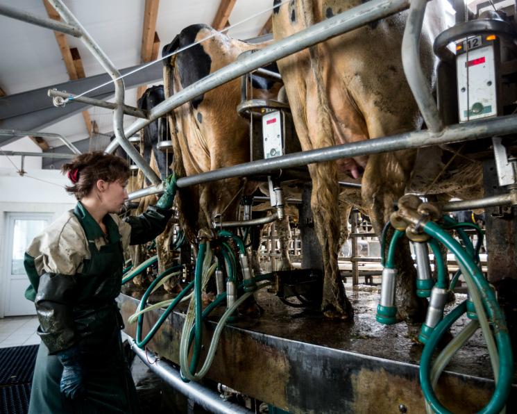 Россельхозбанк рекордно увеличил кредитование молочной отрасли