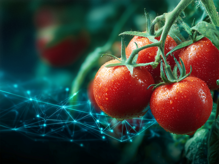 Овощи под цифрой. Как новые технологии и искусственный интеллект повышают эффективность тепличного бизнеса