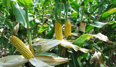 Экспорт кукурузы может увеличиться на 7%