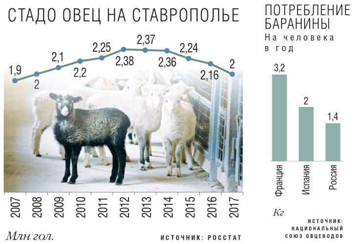 Стадо овец в Ставрополье