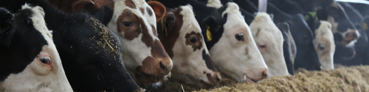 Press-release-beef-banner.png