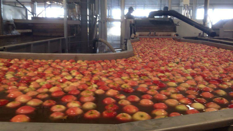 Новый комплекс позволит хранить яблоки в течение всего календарного года без потери качества