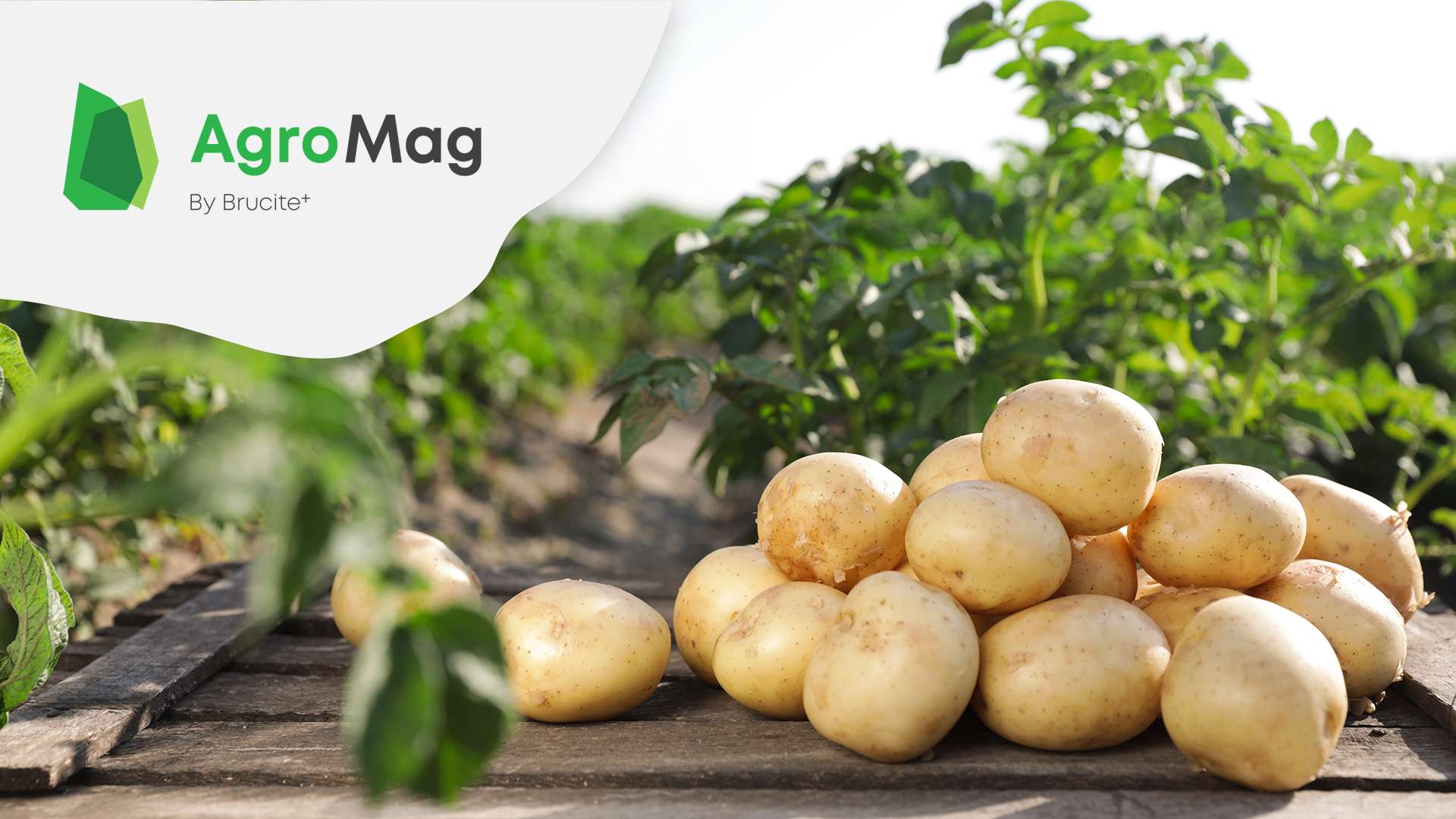 agromag_1920x1080_potatoes.jpg