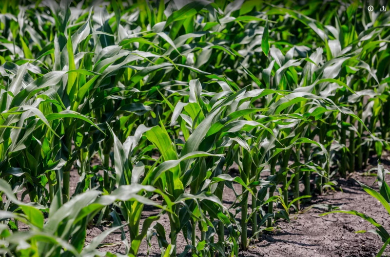 Рассчитать густоту посева кукурузы стало проще