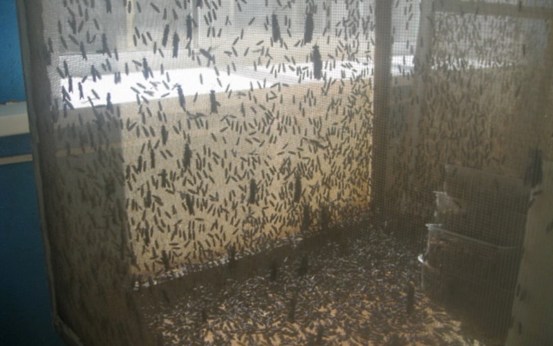 В 2018 году для пищи произведено 6 тысяч тонн насекомых