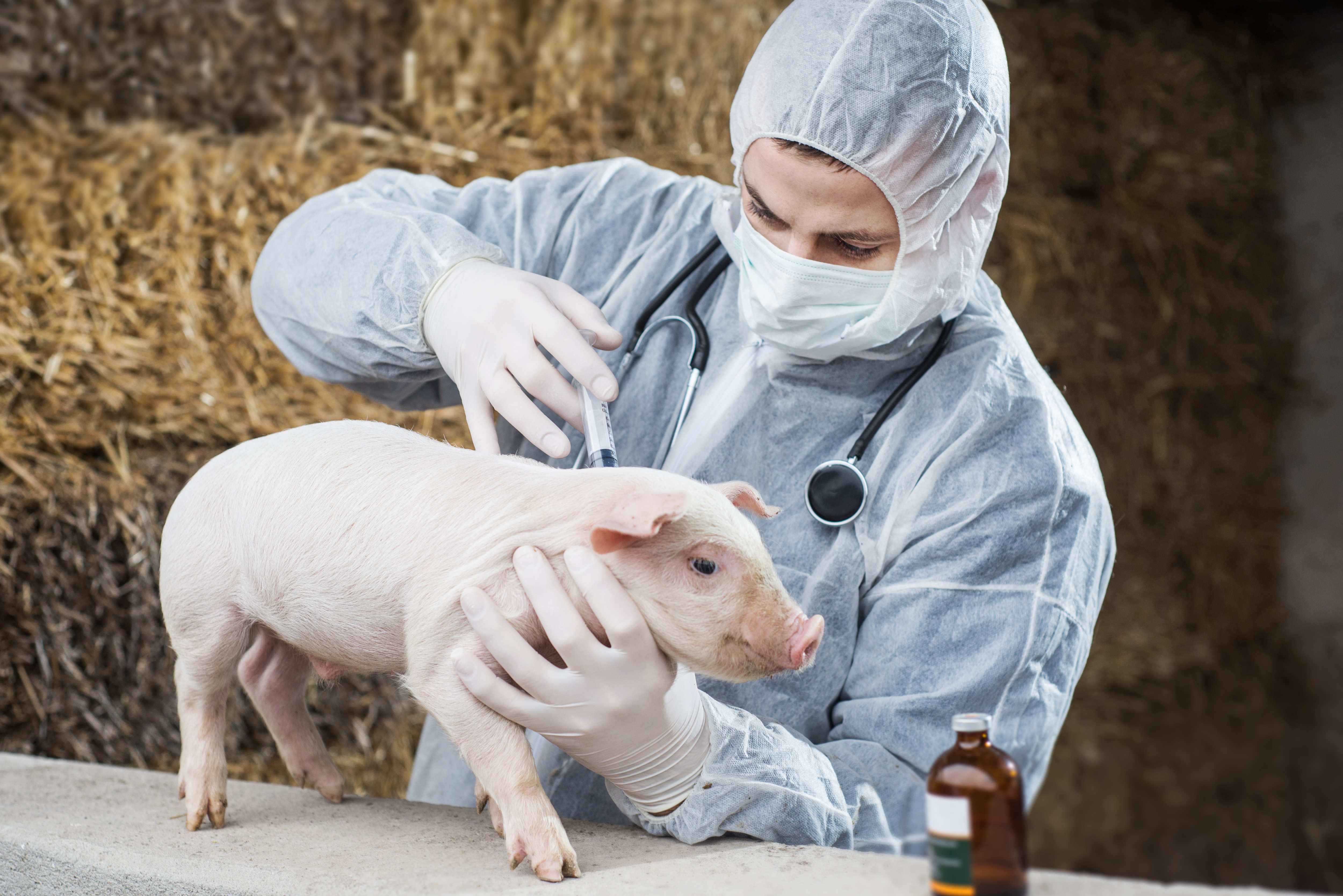 Ветеринарные правила грипп. Вакцинация сельскохозяйственных животных.