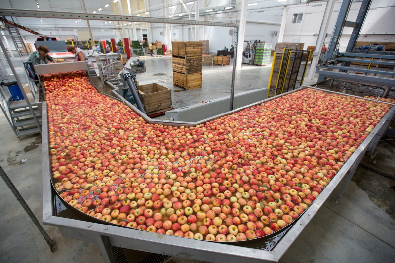 В этом году компания отправляет на реализацию яблоки десяти сортов