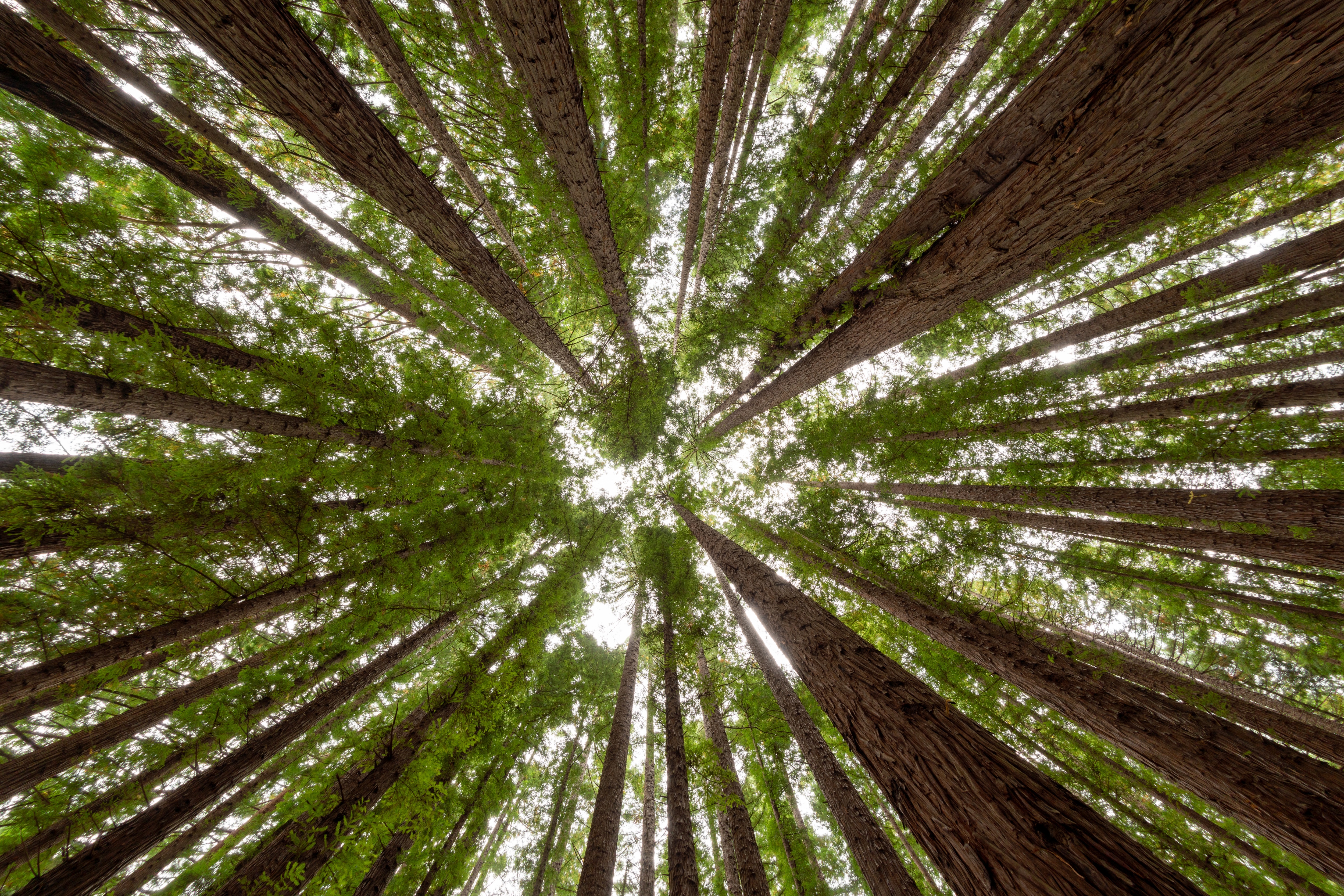 Round trees. Деревья России