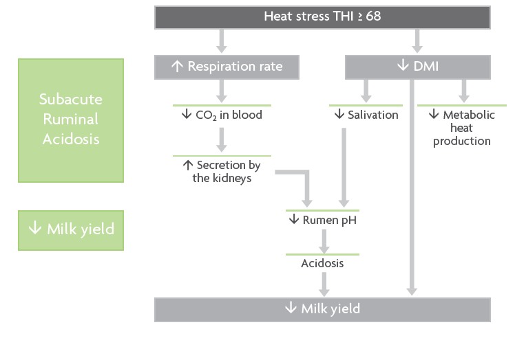 Рис. 1. Влияние стресса на надои молока. DMI – потребление сухого вещества.