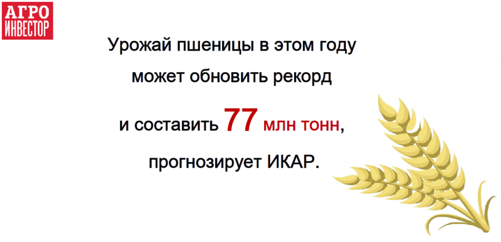 Урожай пшеницы в этом году может обновить рекорд