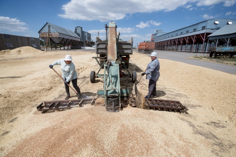 На максимуме зерно на юге стоило почти 14 тысяч рублей