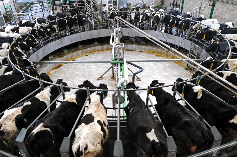 В 2019 году производство молока увеличится на 3%
