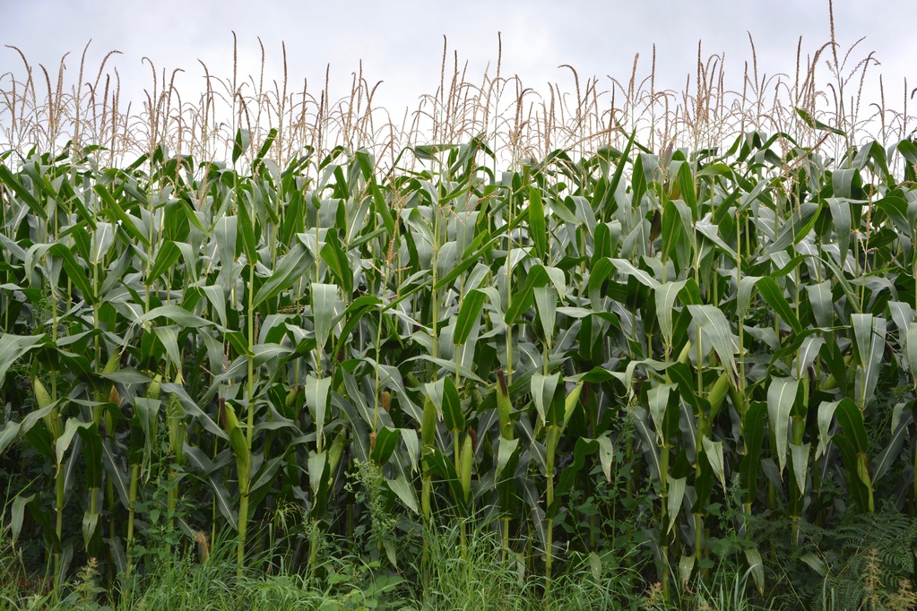 corn-2652860.jpg